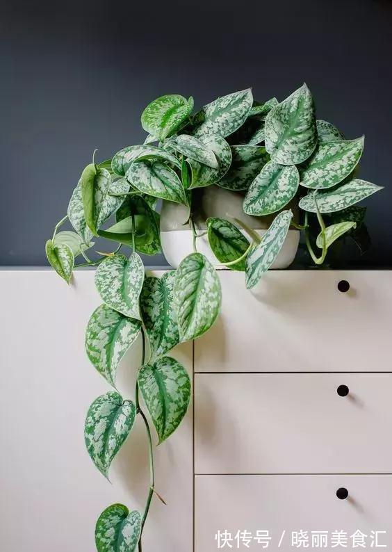 刚买的花说死就死，因为你没有做好这11点养花细节