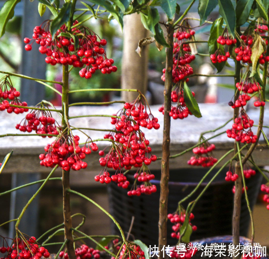 花卉|安徽淮北花卉市场,众多市民购买鲜花,看看你喜欢什么花卉