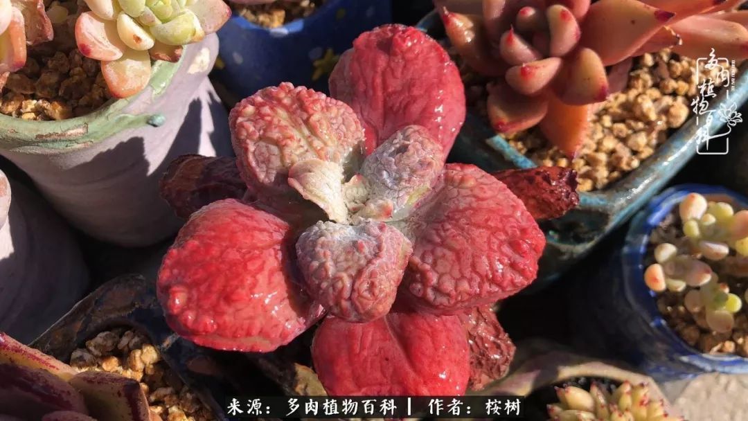 多肉度夏经验谈四季皆露养,兢兢业业养肉三年半!