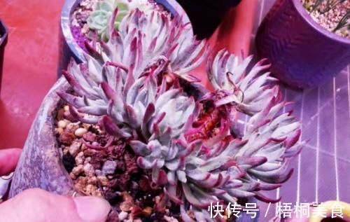 爱杜丽丝是仙女杯属的经典多肉，不但好养且养成老桩后充满沧桑感