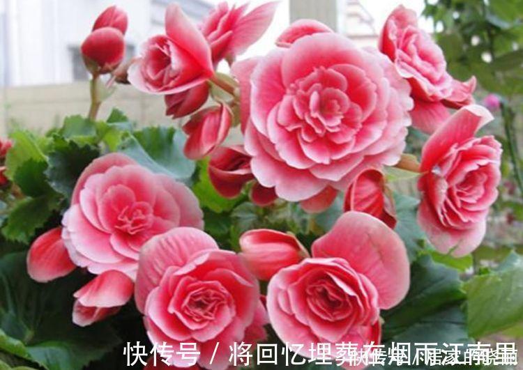 绣球花|家里要养4种花，开花吉祥又喜庆，一开就300多天！