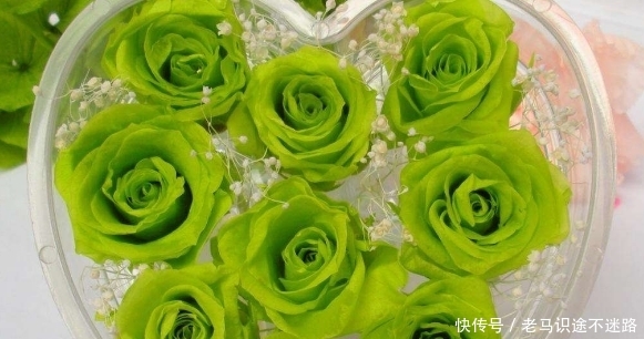 喜欢玫瑰不如选 绿玫瑰 花语 永不老去的爱情 颜值高寓意好 快资讯