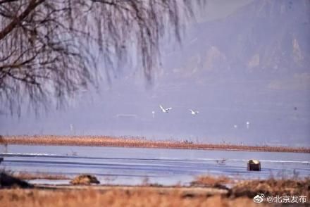 延庆|丹顶鹤首次飞临北京延庆野鸭湖