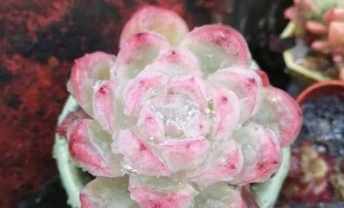 寒潮来袭，阳台养的多肉出现“这3级”冻伤，别扔掉还有救！