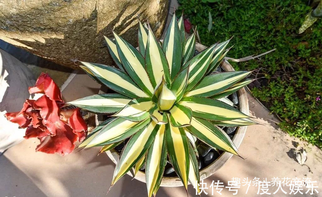 龙舌兰用根茎底部的侧芽扦插繁殖,比繁殖芦荟还简单