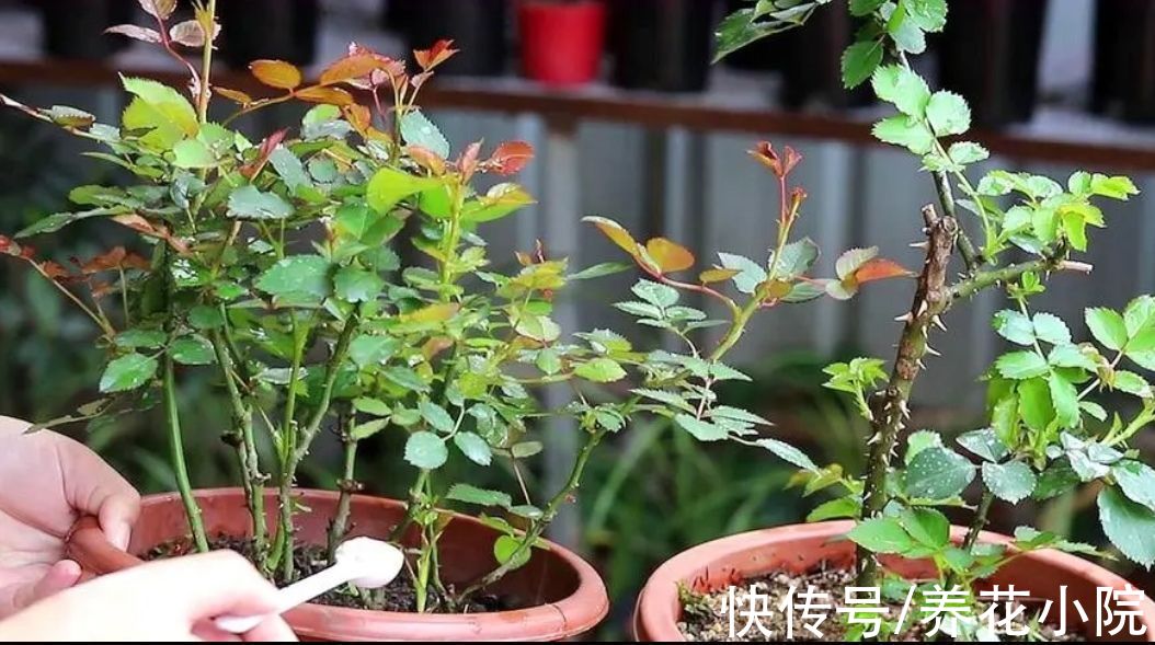 四种花，春天别忘“修剪”，新枝长得壮，孕蕾开花多