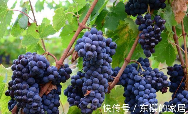蛋白质|常吃葡萄，5大好处可能“不请自来”！但记得注意这4件事
