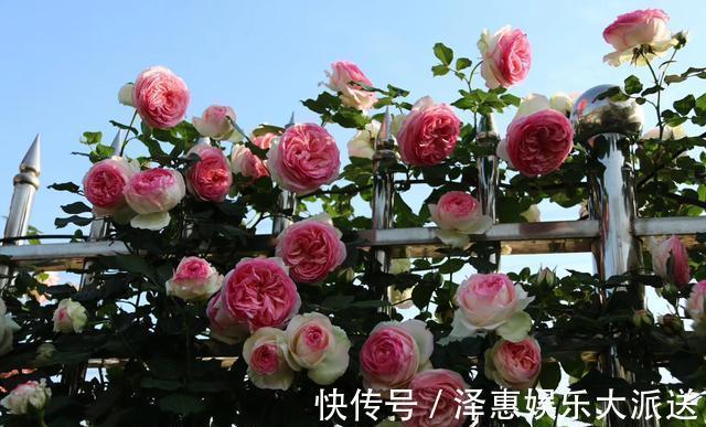 肥料|抓住月季花的“开花季”,做好“1点”,一次开爆“上千朵”
