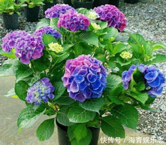 发黄|4种花夏天必须勤浇水，水分充足爆花一整夏，不然叶片发黄不开花