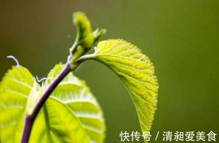 桑叶茶|桑叶能够降低血糖吗?分别听听中医和西医给出的回答!