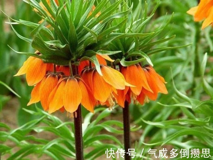 人际交往@此花花姿独特而艳丽,盛开时娇艳的花色引人注目,寓意有忍耐之意