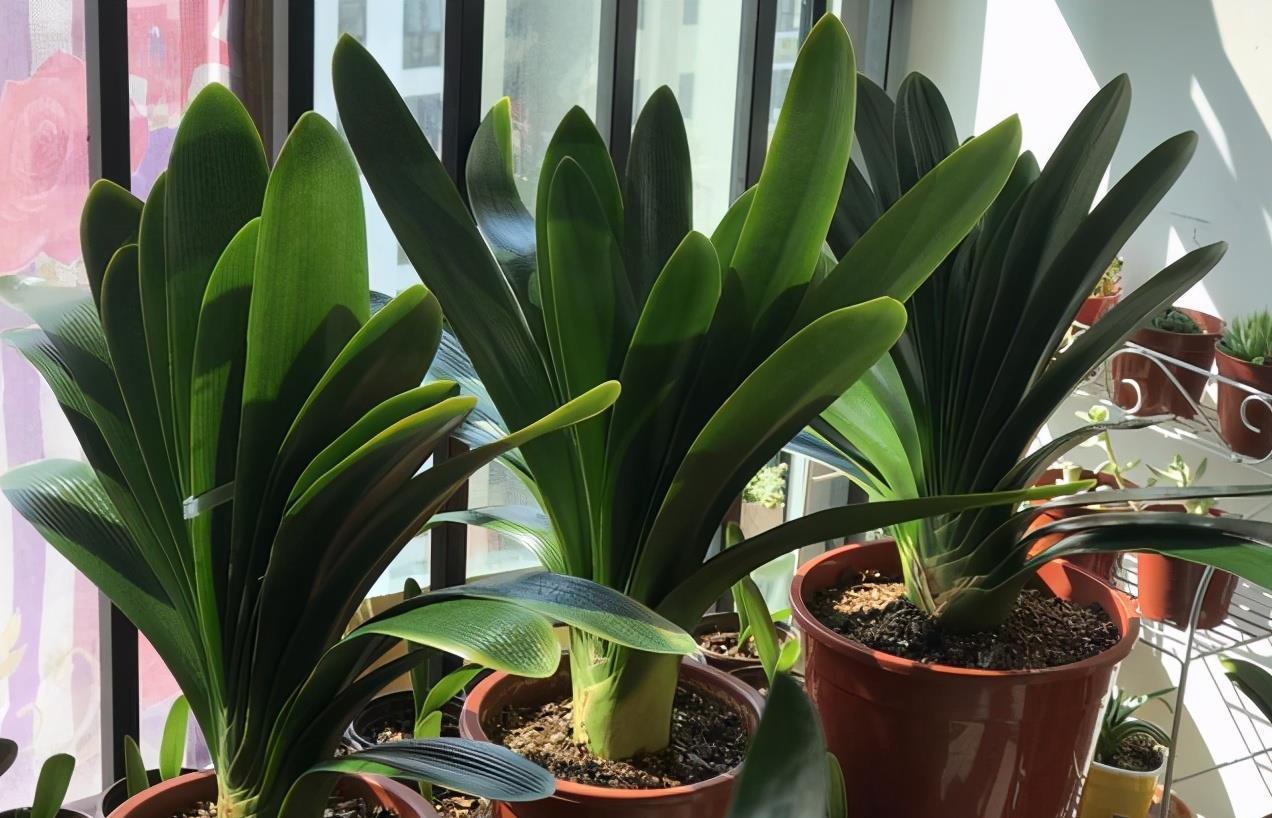 羊粪、过期牛奶养花,用好了,植物长得壮、土壤肥力十足