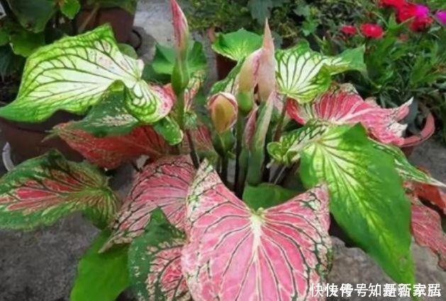 4种花很耐养,沾土就能活,越懒养长得越好,给点阳光就爆盆!