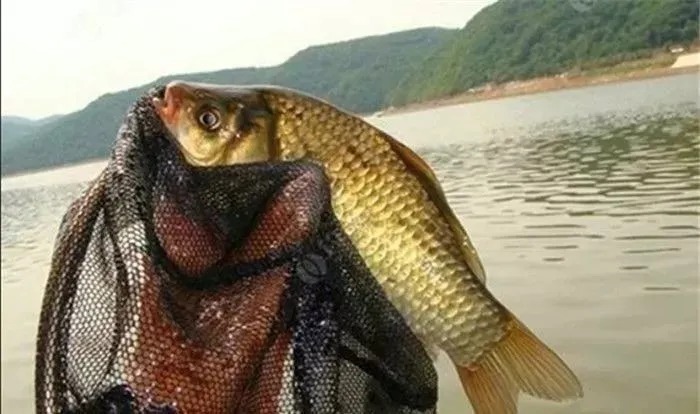 无鱼咬钩是什么原因？记住以下三点鱼获马上变多