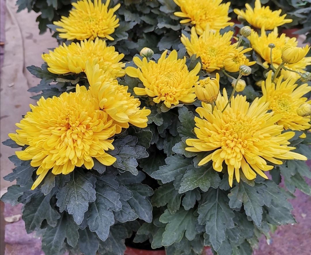 5种“洋气”花,趁着“天冷”快扦插,生根快,开花早,真省钱