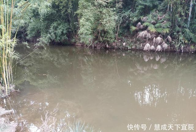 钓鱼|四川一河道黄辣丁“大暴走”,有人一上午钓了半口袋,为钓鱼请假