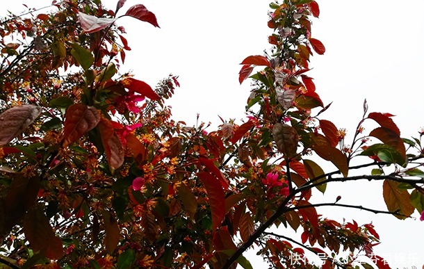 淋在雨里的海棠树，它的花儿泡在树下的水洼里！