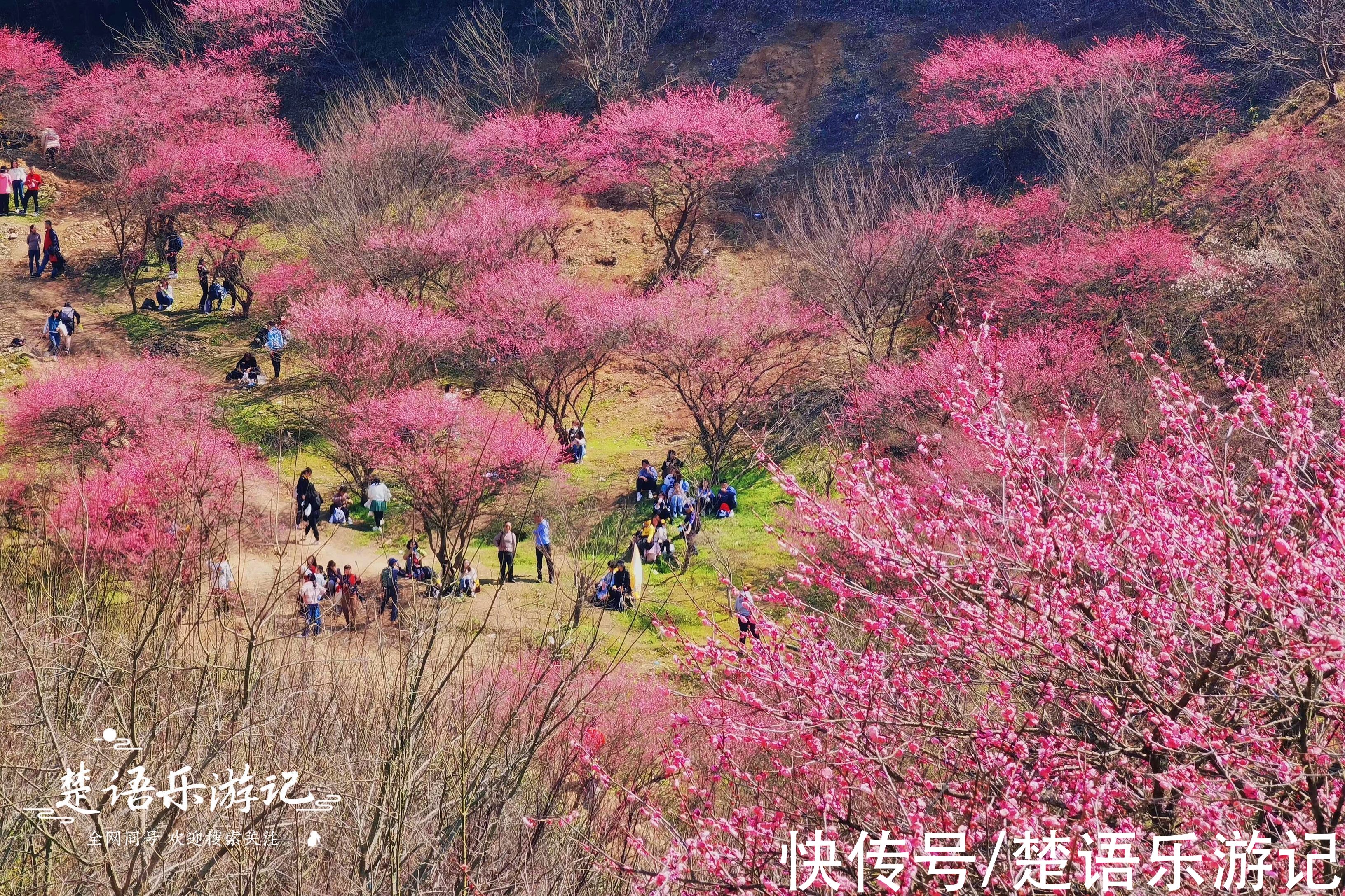 梅花谷|宁波这个古村成为网红村，梅花开时吸引游人无数，桃花盛开更精彩