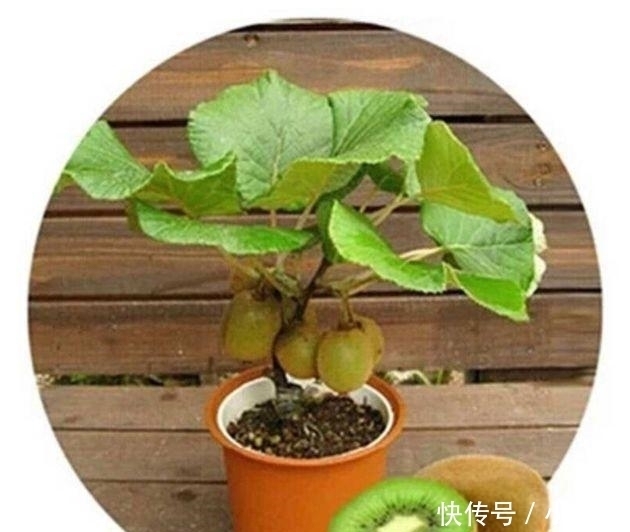 果实|公认“养不死”的7种水果盆栽,粘土就活,新鲜果实一年吃不停