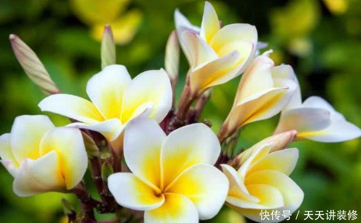 几种花期最长的花卉,一年四季开不停,每天都有花赏