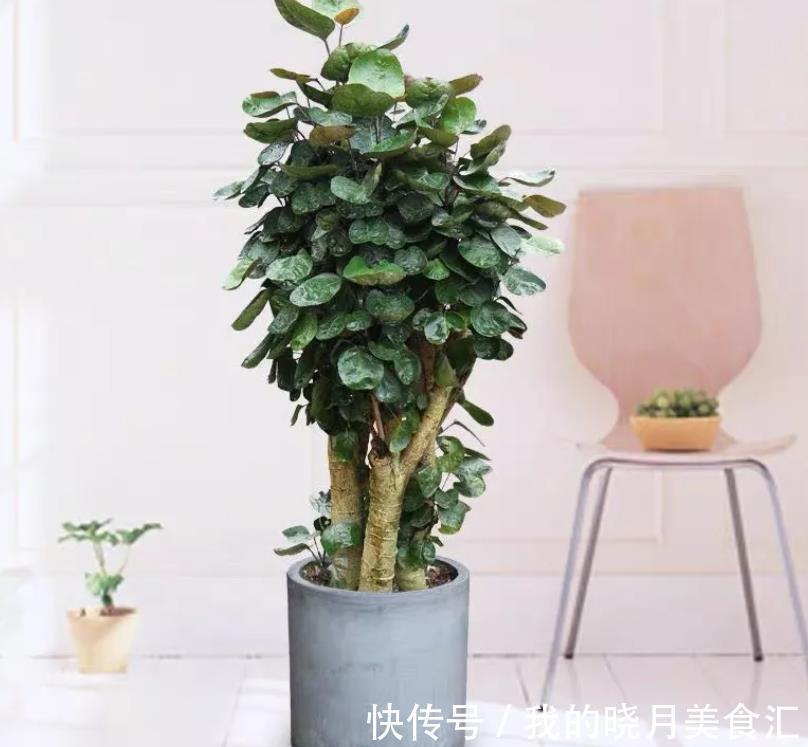 4种“招财花卉”,趁着年前安排上,寓意是真不错