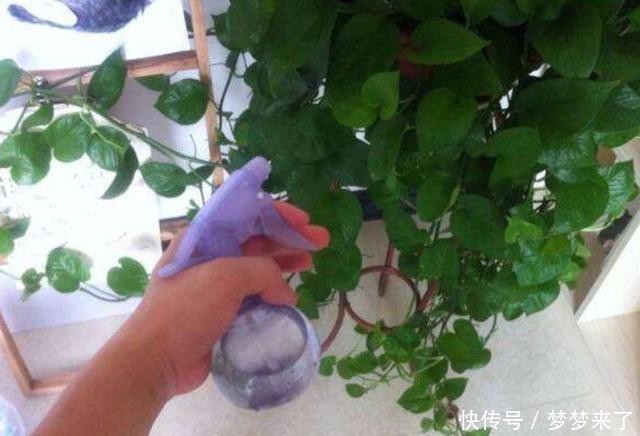 小窍门|冬季室温高养花全是“小飞虫”,教你几个小窍门,专治小黑飞!