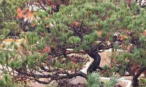 植物|这5种绿植,养成盆景观赏价值高,注意这些技巧很快成老桩