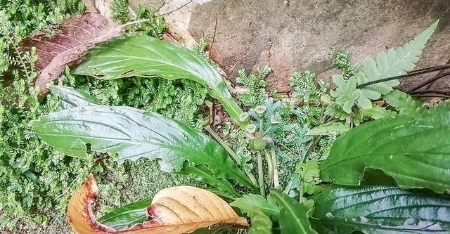 长在河边无人识,根却极为珍贵,人称“水三七”,别忽视