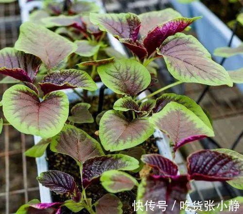 6种绿叶菜,“菜根”不要扔,种到花盆里,20天左右就能摘着吃