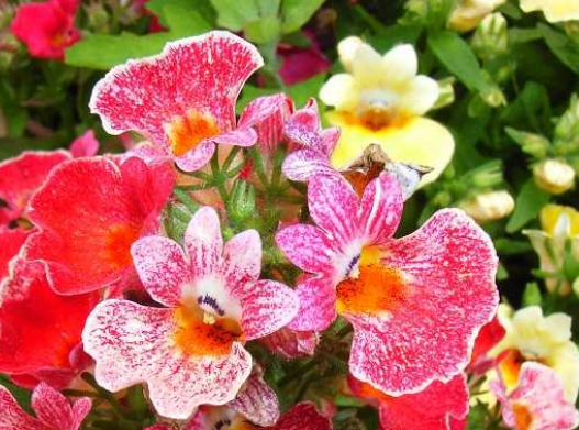 它，开似“五彩祥云”，比太阳花好看，播种10天就发芽，一开90天