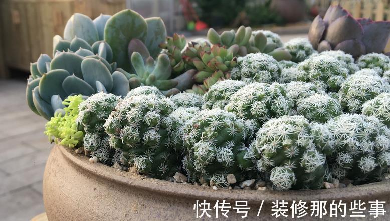 老花匠们|多肉长得好或坏,有很多原因,这3条因素占了一大半