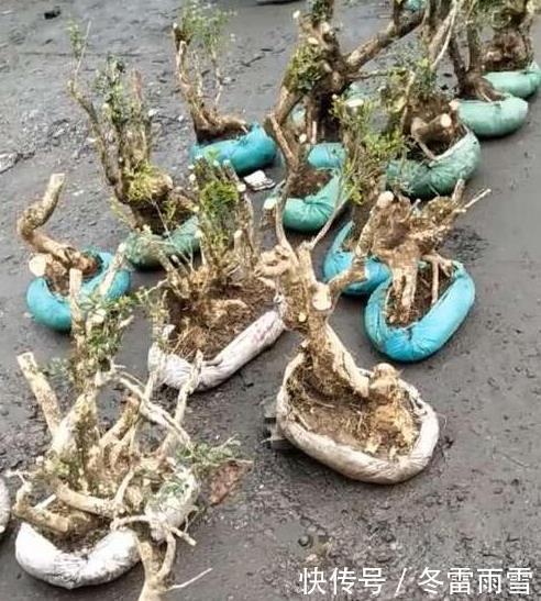 云贵大山的“黄杨市场”，是“原则”与艺术的碰撞，你站谁呢