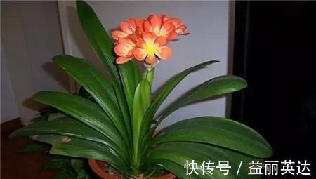 最厉害的养花营养液给君子兰喝一勺,叶片坚挺如折扇