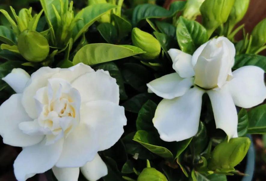 植物盆栽僵苗不长新叶,该怎么办?从这5方面下手,轻松搞定