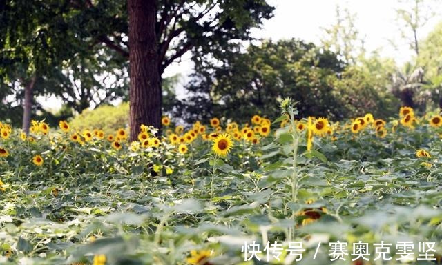 向阳|热浪滚滚 向阳而生 申城向日葵花海上线啦