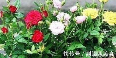 养花难不难?老花匠说:难的是养土,学会2个小诀窍,养好花不难