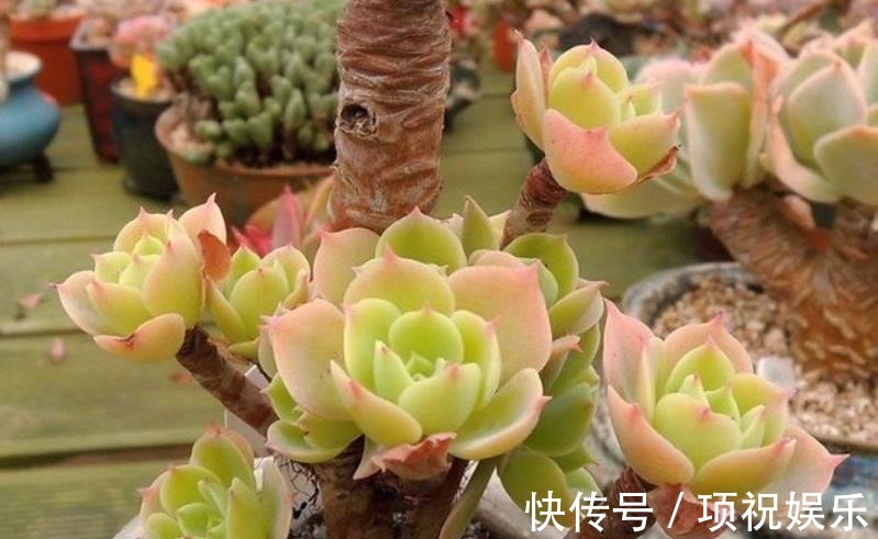 想要多肉快速长成老桩,教你一个小技巧,茎秆粗壮,新手也会养