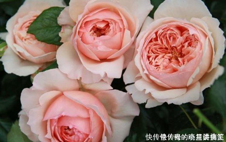 漂亮|几款艳丽的花卉,漂亮又好闻,花开爆盆美如花,枝头窜满花苞,美