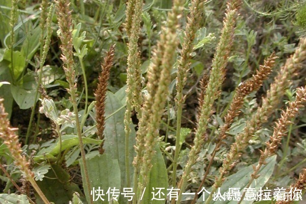 清明|4种天然的“止咳药”，漫山遍野都是，聪明人一直在吃