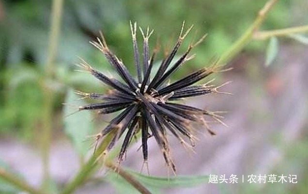 野草|人称“鬼都怕”，常被拔掉，却不知，当前价值极高