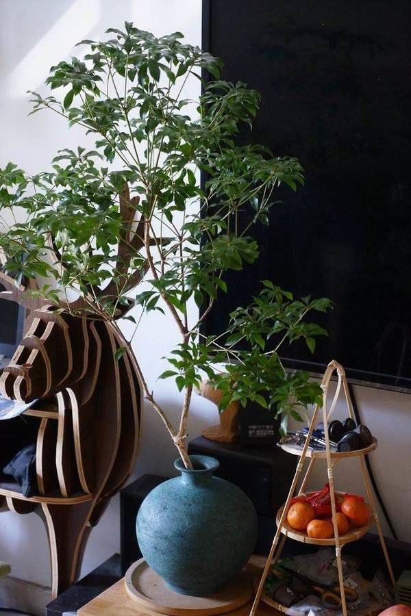 屋里屋外｜植树节在房间“种下”一片森林