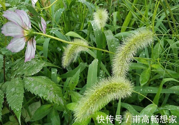 狗尾巴草|农民最恨的“狗尾草”,竟是珍贵的中药,了解下好处多多