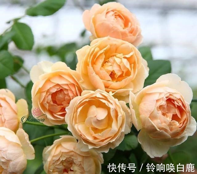 20款耐阴月季推荐,光线不充足也可以养好月季啦,花友鼎力推荐哟!