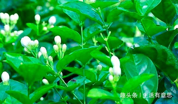 茉莉花别乱施肥，用2个“小妙招”，轻松开爆盆，别说没告诉你