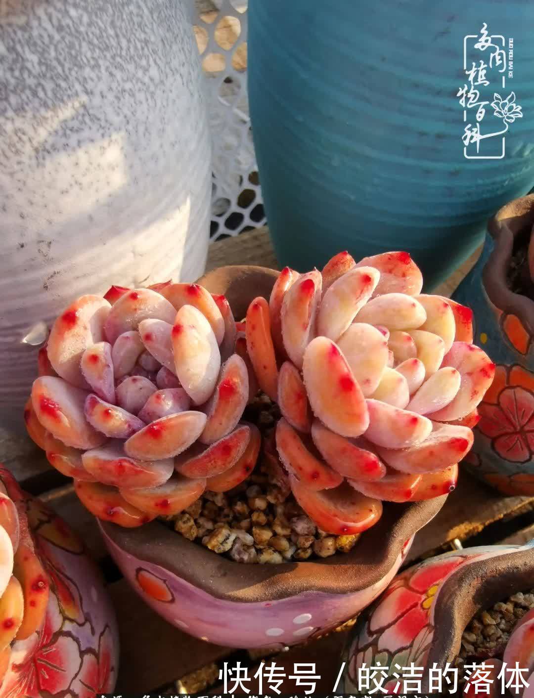 百度|我与多肉那些不得不说的故事!