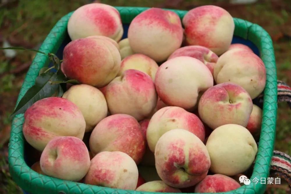冬桃基地|冬天还有新鲜桃子吃？蒙自人太幸福了！