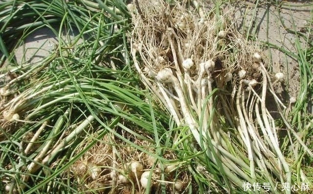 野菜|此些人见人爱的野菜,能活血补血,还抗衰老抗氧化 ,你值得拥有