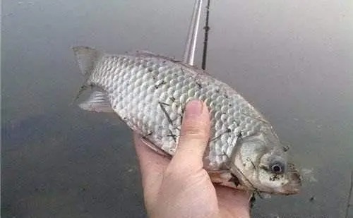 冬钓鲫鱼,新手才钓深水,老钓友只找3个位置,鱼都在这里!