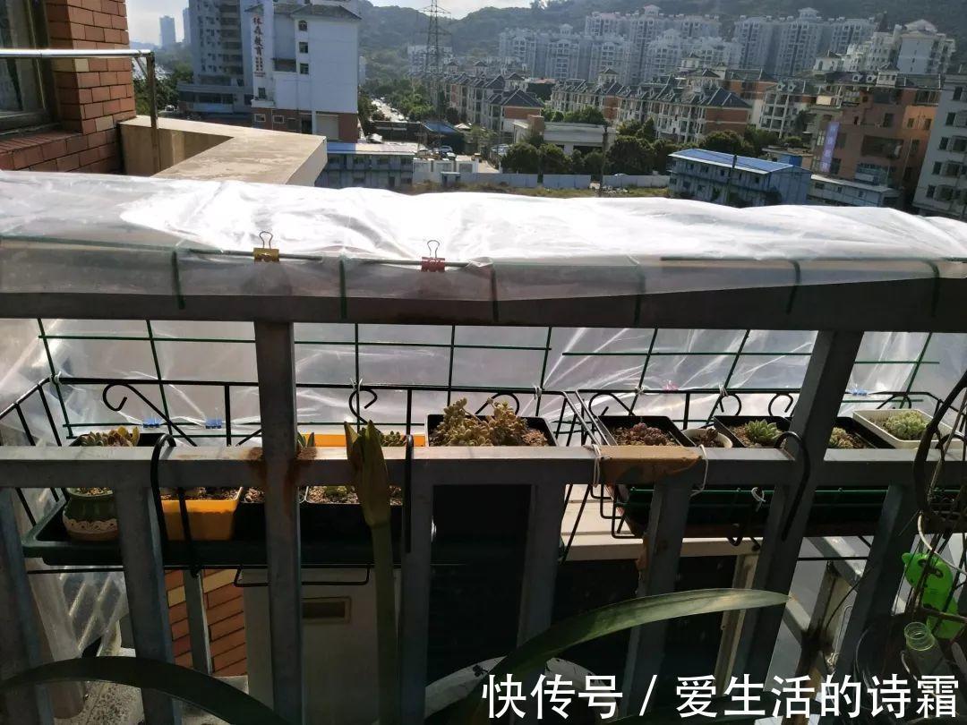 肉友|天一热,别管多肉徒不徒长了,能活下来就不容易!