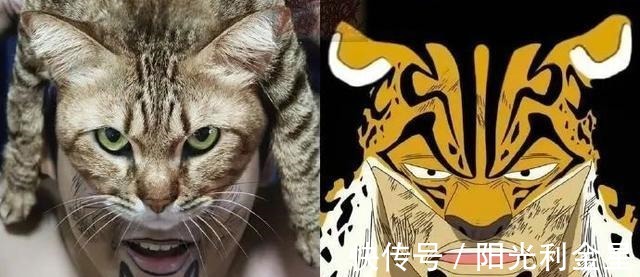 海贼船|泰国小哥灵魂cos海贼王,一招还原娜美身材,cos梅丽号亮了